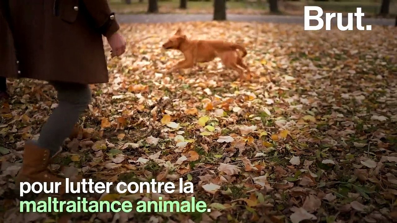 Maltraitance animale : le permis de détention, est-ce la solution ?
