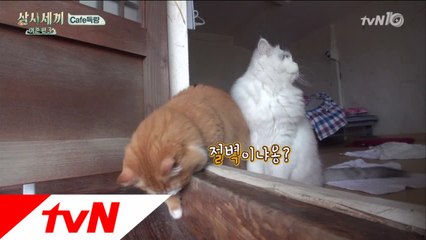 몽이 귀요미 숏다리 뿜뿜!