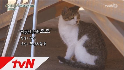 득'냥'도 옆집냥이 도도의 한우 스틸사건
