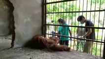 Rescatados de una muerte segura dos orangutanes de Borneo