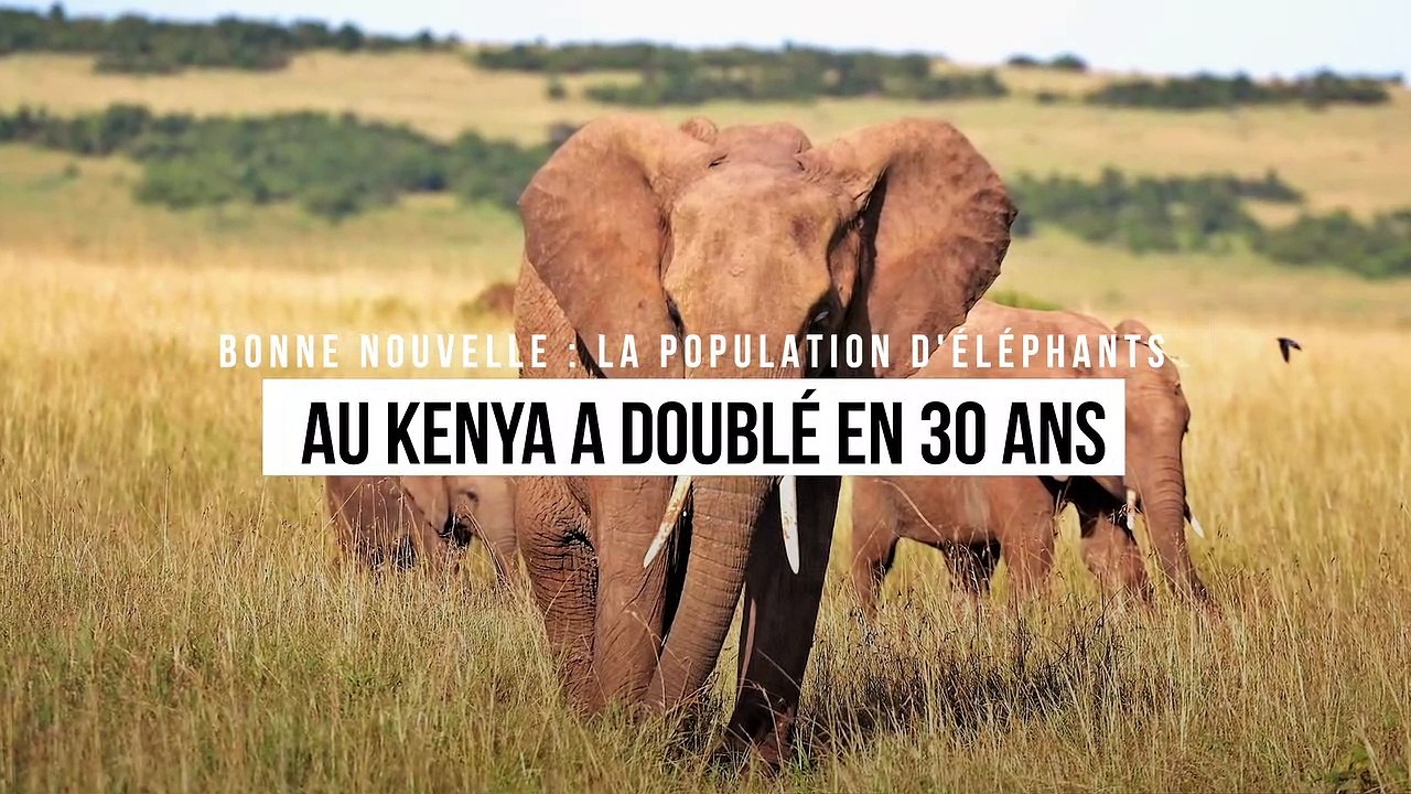 Bonne nouvelle : la population d'éléphants au Kenya a doublé en 30 ans