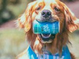 This Brewery Is Enlisting Adoptable Dogs to Deliver IPAs to Your Door