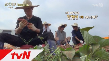 고구마 마저 잘캐는 유해진, 여기 살았던게 틀림없어!