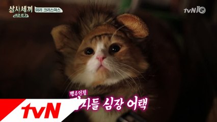 산타쿵&사자몽 심쿵 아이컨택 영상