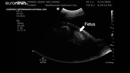 حديقة واشنطن للحيوانات تستعد لولادة باندا قريبا