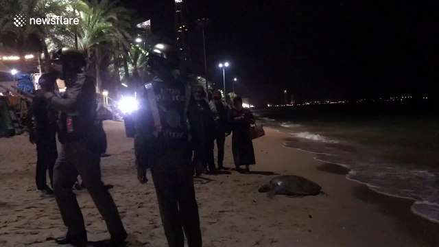 Endangered green sea turtle found dead on beach in Thailand