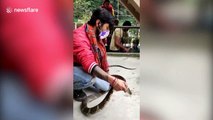 Snake rescuer retrieves king cobra from northern Indian home