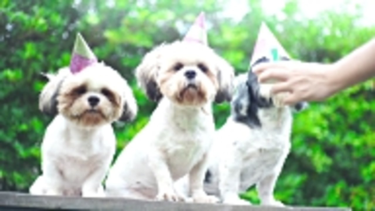 This Brewery Will Send an Adoptable Dog to Deliver Your Beer