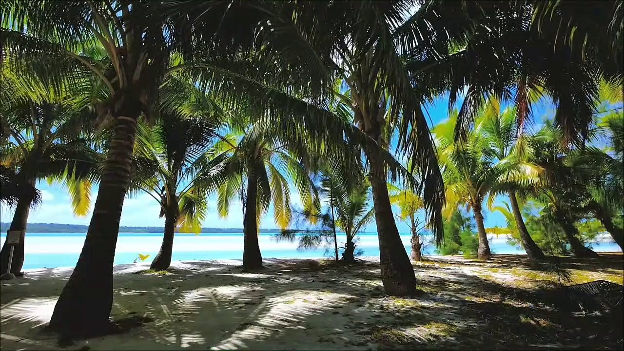 Palm tree on a sunny day, best beach song 2020,