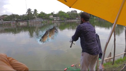 Fish Hunting  Big Rohu Fish  Hunting and Fishing  Fish Catching by Using Fishing Rod