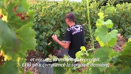 Dans le Roussillon, des vendanges toujours plus précoces