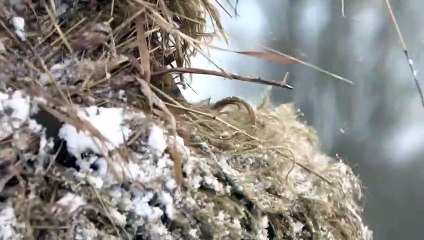 Disappear like a Sniper • British Army Sniper Team • Shows How