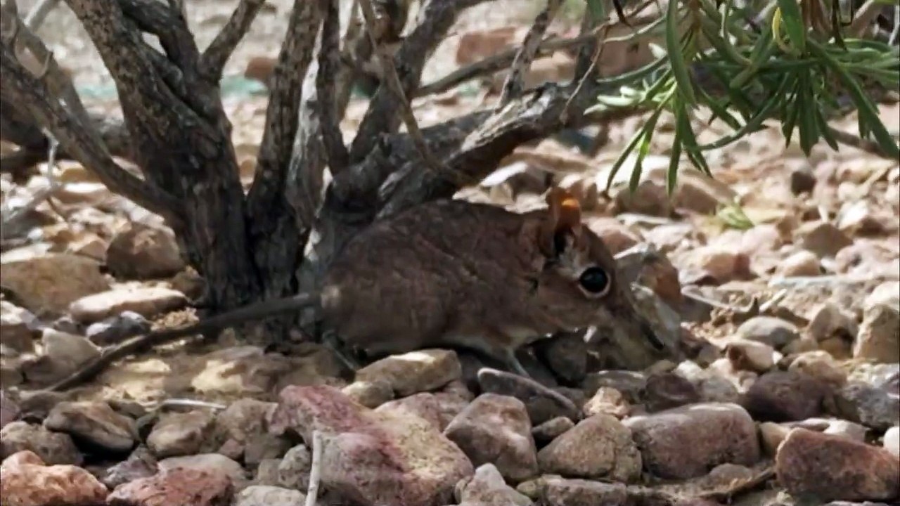 Ausgestorben geglaubte Elefantenspitzmaus wiederentdeckt