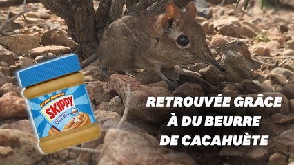 La musaraigne-éléphant de Somalie observée pour la 1e fois en 50 ans