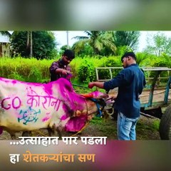 Bail Pola : A Festival to Show Gratitude to Hard-Working Bulls