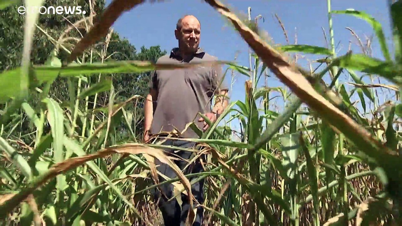 Deutschland: Landwirte klagen über miserable Ernte für 2020