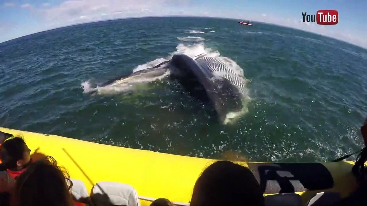 CH 18 Aout TOPO Collision baleines WEB