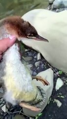 O lindo momento de devolver um jovem pato à natureza após cuidar das suas feridas