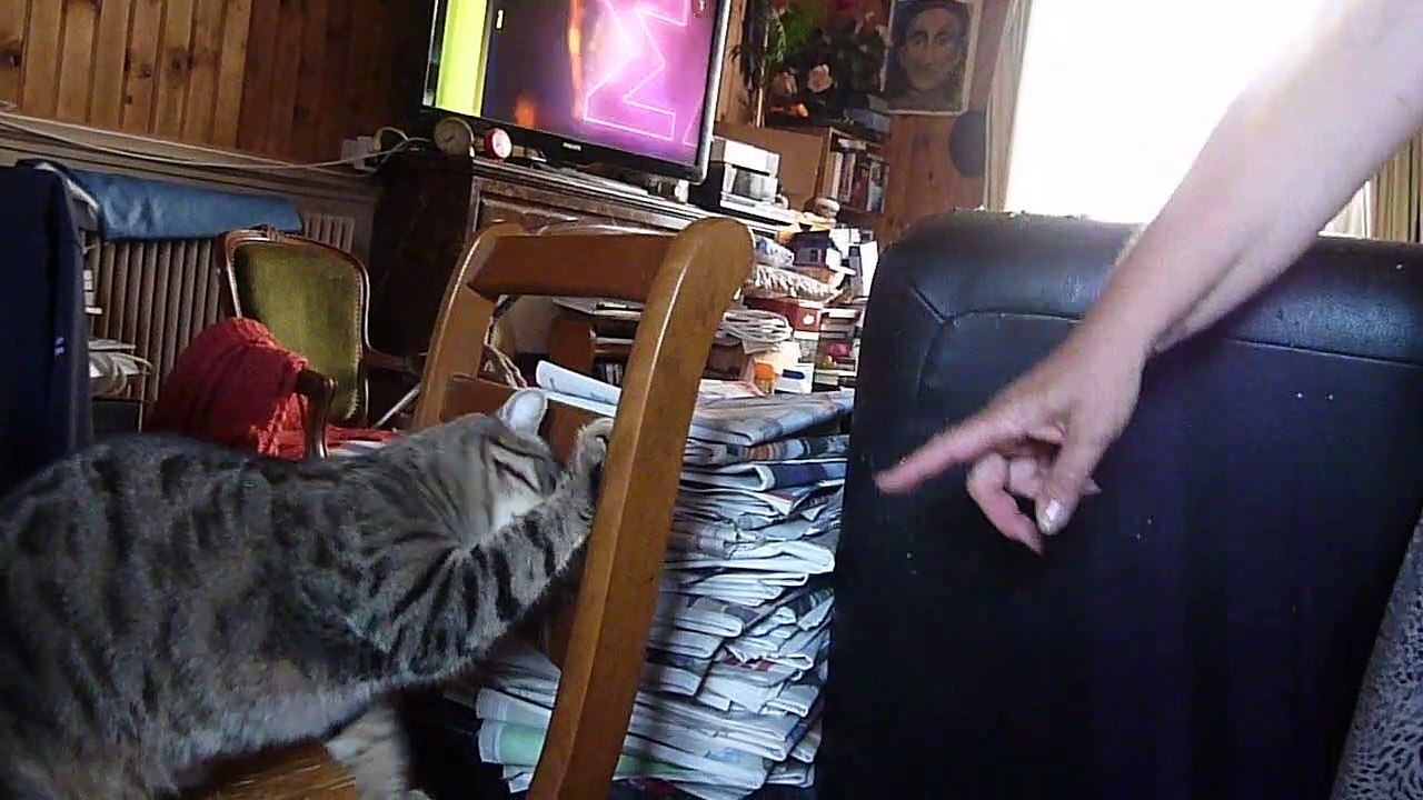 le chat Petitcoeur qui joue