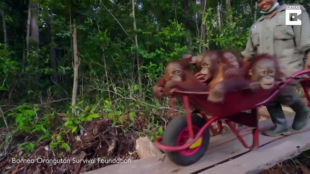 Ces bébés orang outans vont à la nurserie en brouette... Adorable