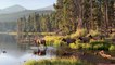 Elk Herd Wander into Beautiful Rocky Mountain Sunrise