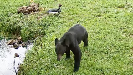 Guard Duck Bravely Chases Bear Away Time And Time Again