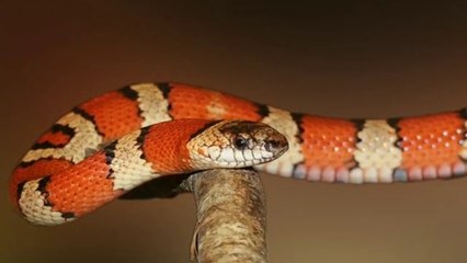 Can A Snake Cure Fear?