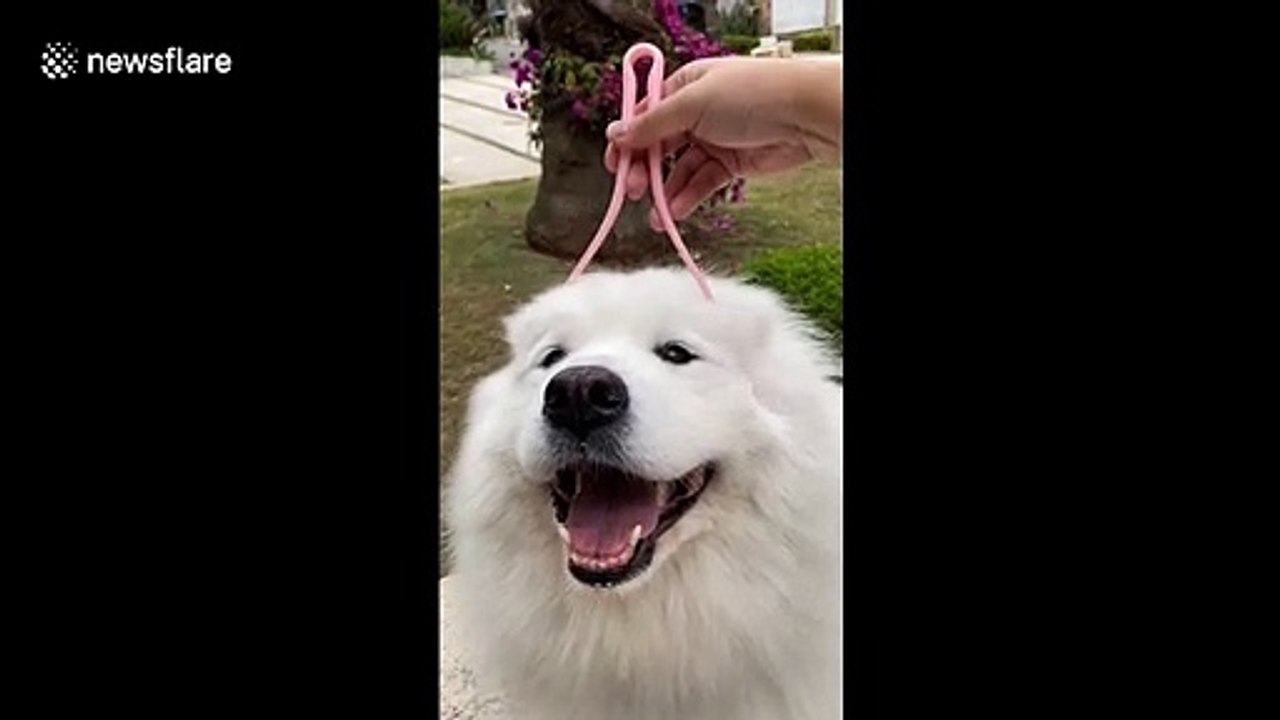 Happy dog in Brazil enjoys a nice head massage