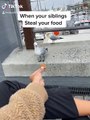 Seagull Steals Snack From Other Seagull