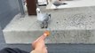 Seagull Steals Snack From Other Seagull