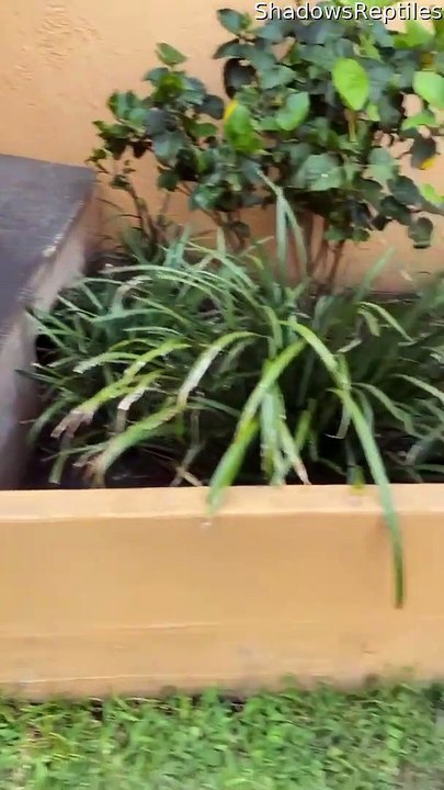 Craziest Anole I’ve Ever Seen