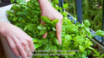 5 plantitas aromáticas para tener en casa  | CHILANGO