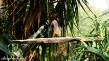 FOREST BIRD SONG - BIRDS CHIRPING SOUND - RELAXING NATURE SOUND.