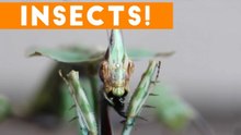 Creepiest Insects and Spiders of 2017 _ Funny Pet Videos