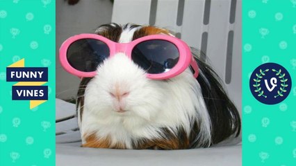 [30 MIN] ULTIMATE Funny Animals Compilation 2018 - Best Animal Videos _ Funny Vine