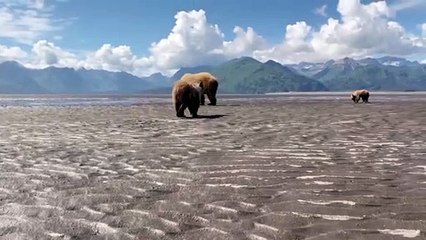 Mama Bear and Cubs Dig for Clams