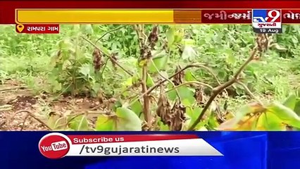 Gujarat- Heavy rain destroys crops in  Botad's Rampara village - TV9News