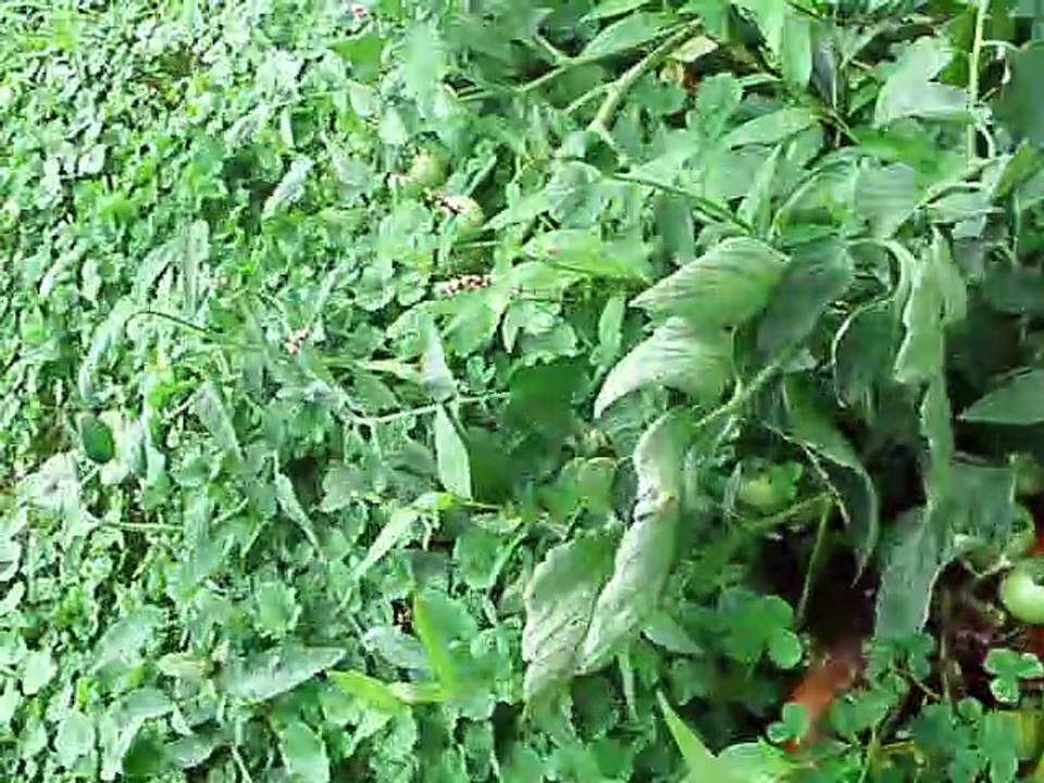 Lone Cucumber