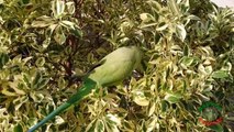 Parrot Plays Hide and Seek!