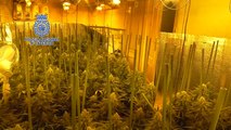 Cae un grupo de narcos con dos plantaciones indoor de marihuana en Madrid