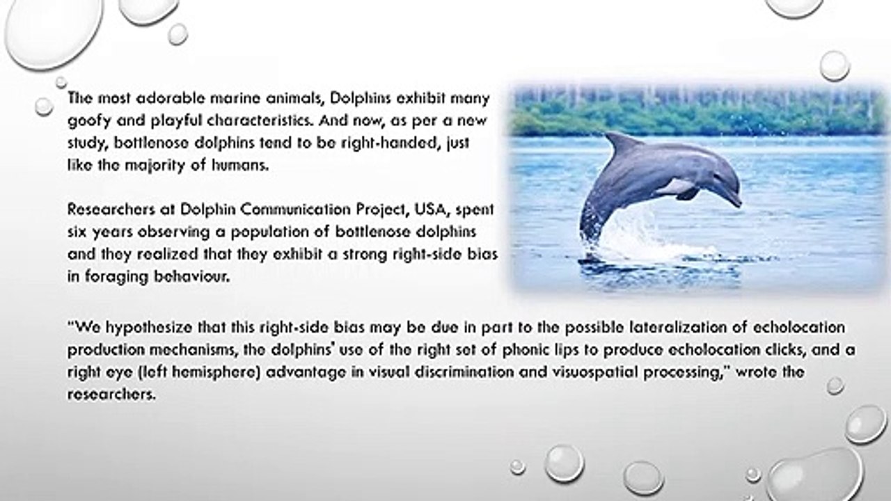 Most Dolphins Are Right-Handed.