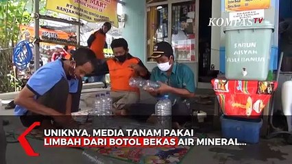 Tanam Jahe di Wadah Bekas Botol Plastik