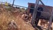 Espagne : Les terribles de dizaines de chiens affamés sauvés d'une mort certaine par la Guardia Civil avoir été retrouvés déshydratés et la peau sur les os dans une ferme située dans la région centrale de Tolède