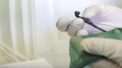 Dos microcirugías para salvar la vida a un caballito de mar