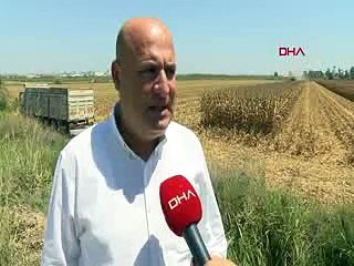 Adana'da 'sarı altın' mısırın hasadı başladı