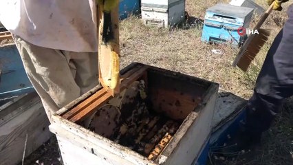 Bitlis’teki bal hasadından 50 milyon TL gelir bekleniyor