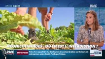 Dupin Quotidien : Où en est l'interdiction des néonicotinoïdes ? - 19/08
