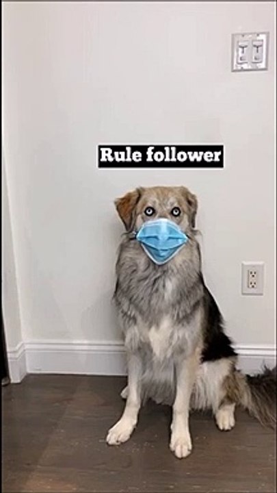 Ce chien résume à lui tout seul toutes les façons de porter le masque