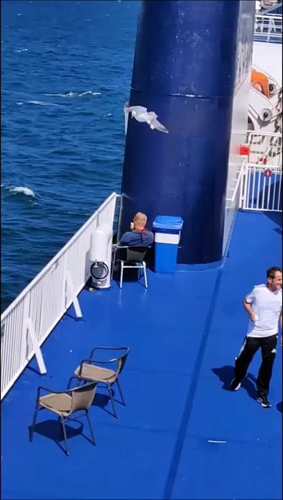 Une mouette furtive essaie de voler un bout de sandwich