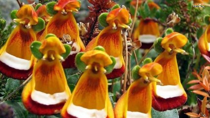 Top 10 Most Beautiful but Strange Flowers in the world